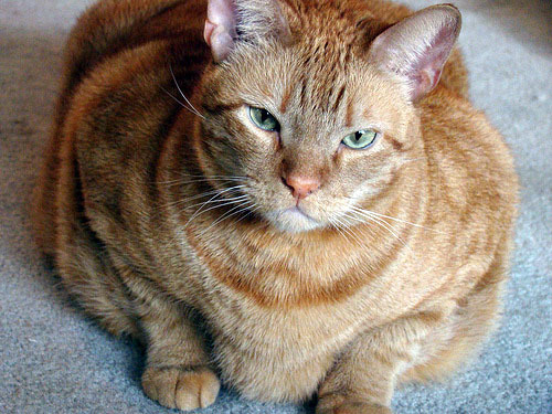 世界一 おデブ猫ちゃんの体重は ネコの説明書 聞いてほしいニャ ネコ達の本音