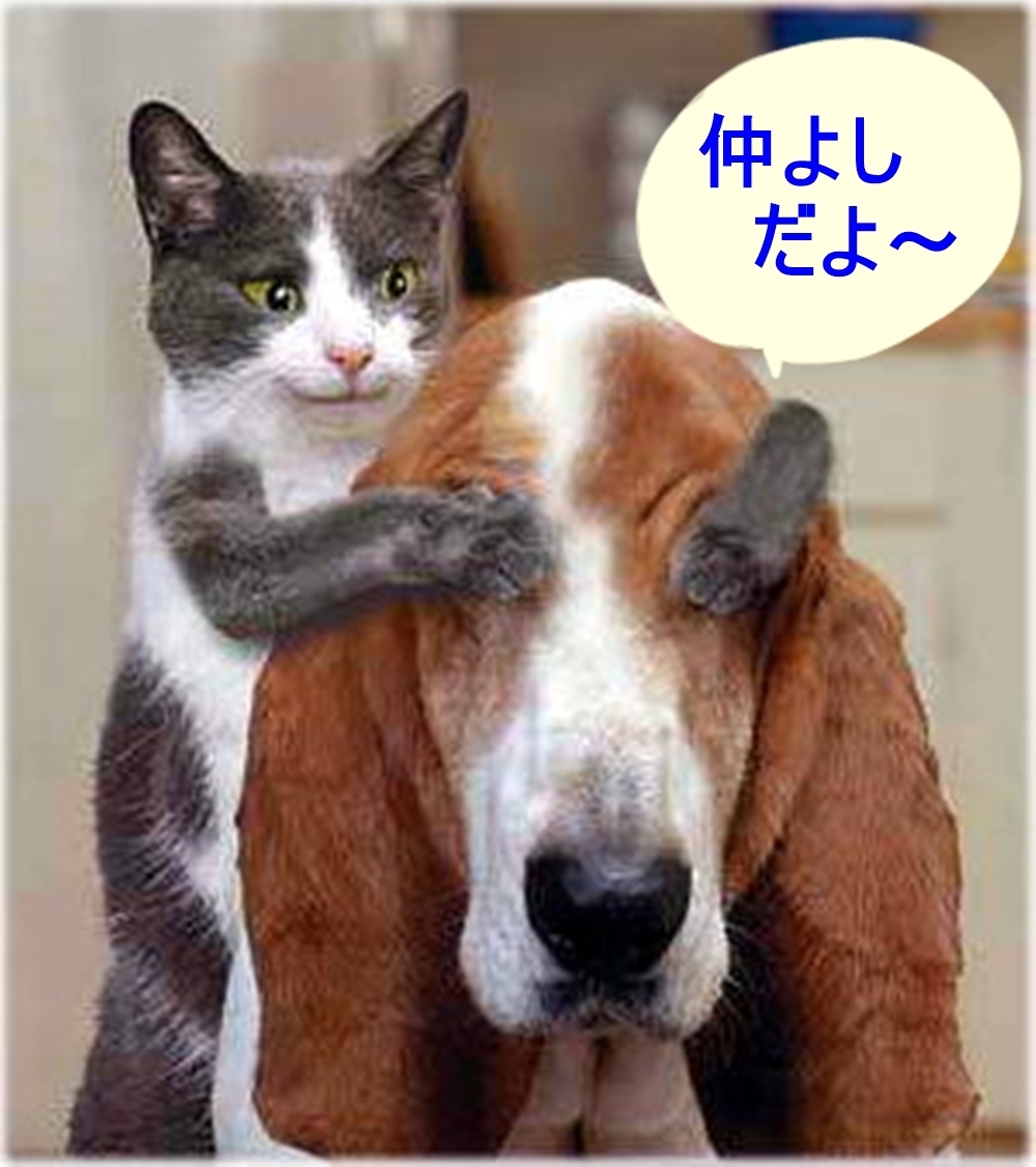 犬と猫はなぜ仲が悪い ネコの説明書 聞いてほしいニャ ネコ達の本音